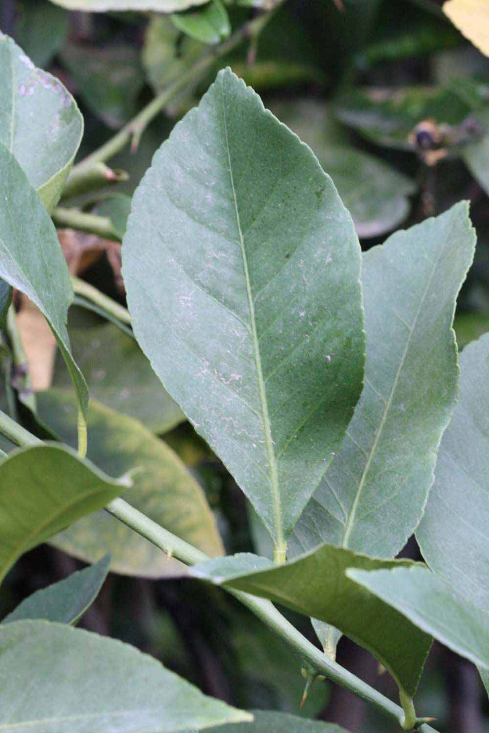              Unifoliolate leaf (Riverside, CA)       